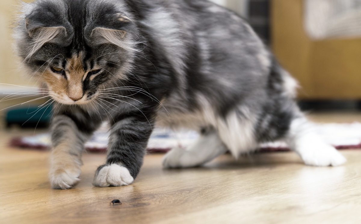 Kitten vs Bug Kitten vs Bug