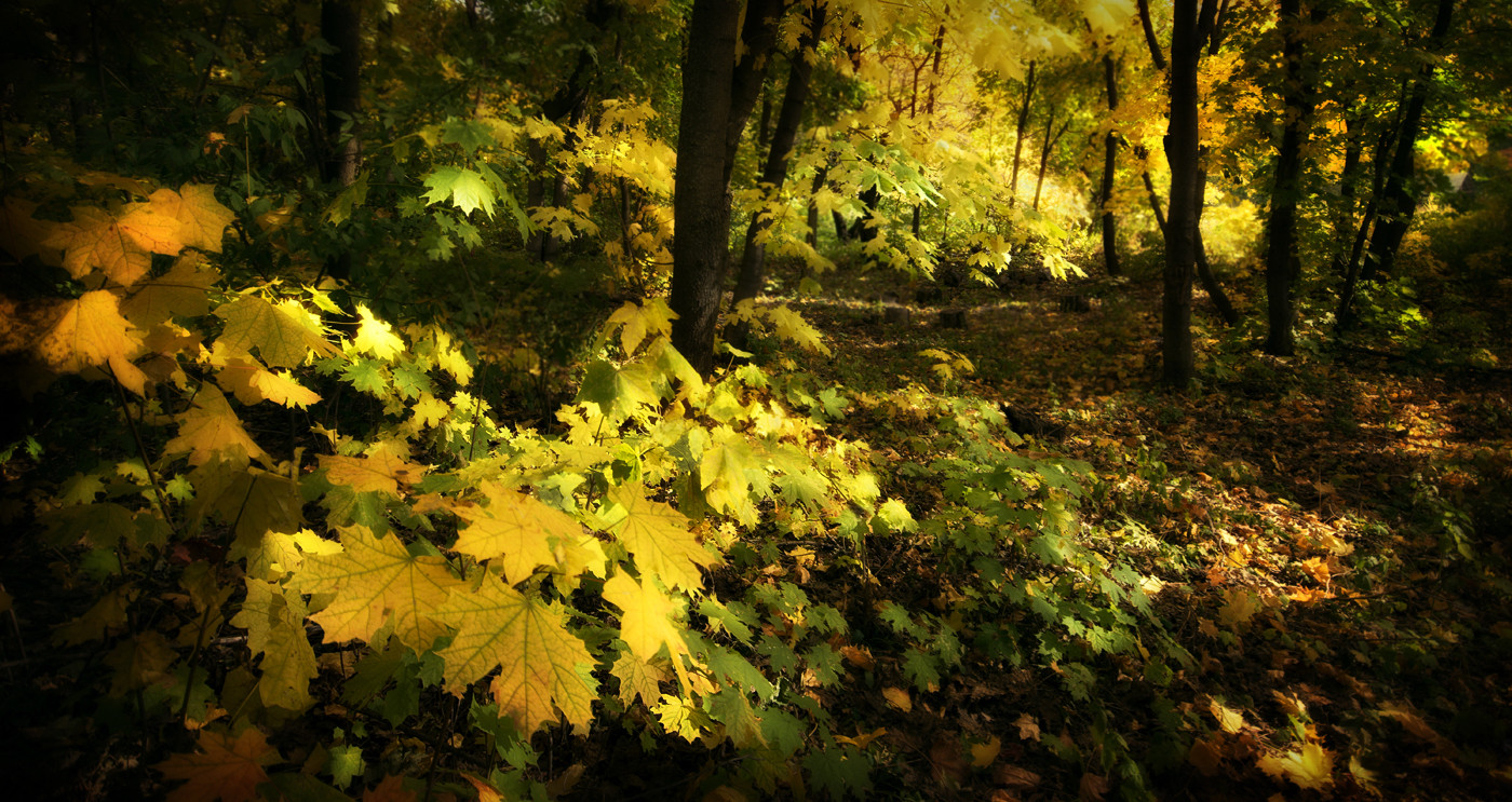 Autumn Light Autumn Light