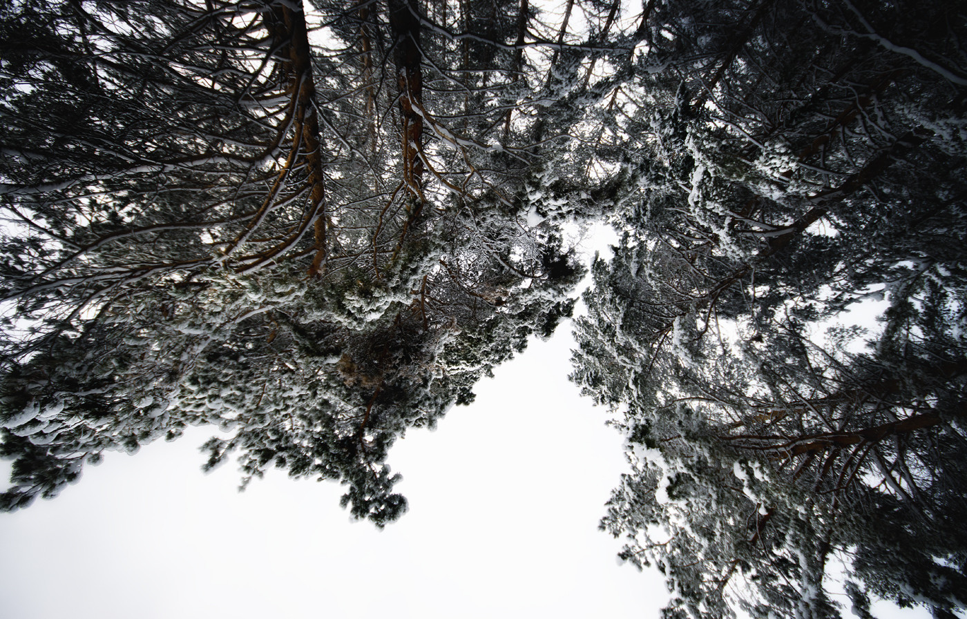 Snow&Frost Snow&Frost
