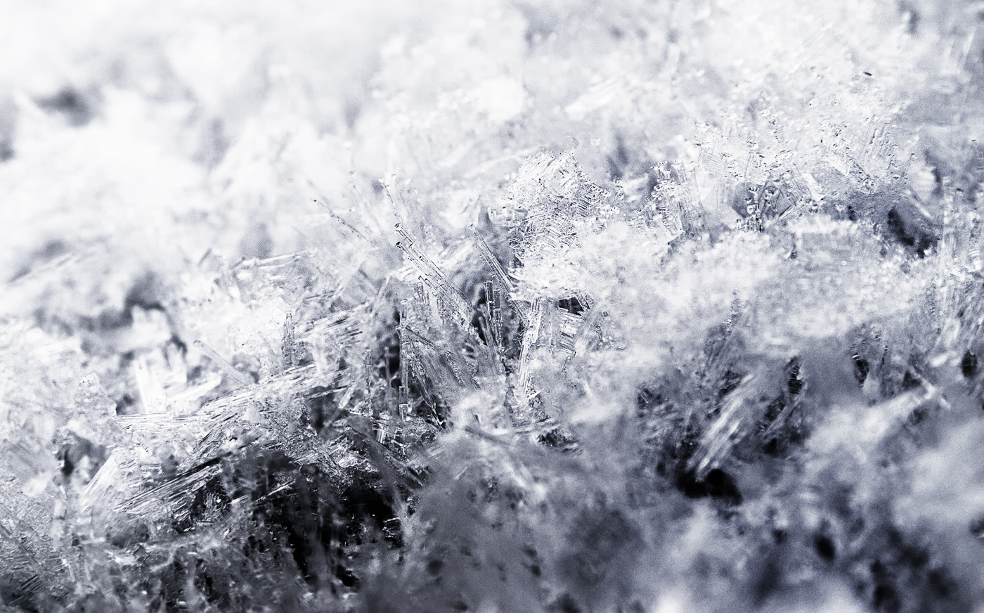 Ice Forest Ice Forest