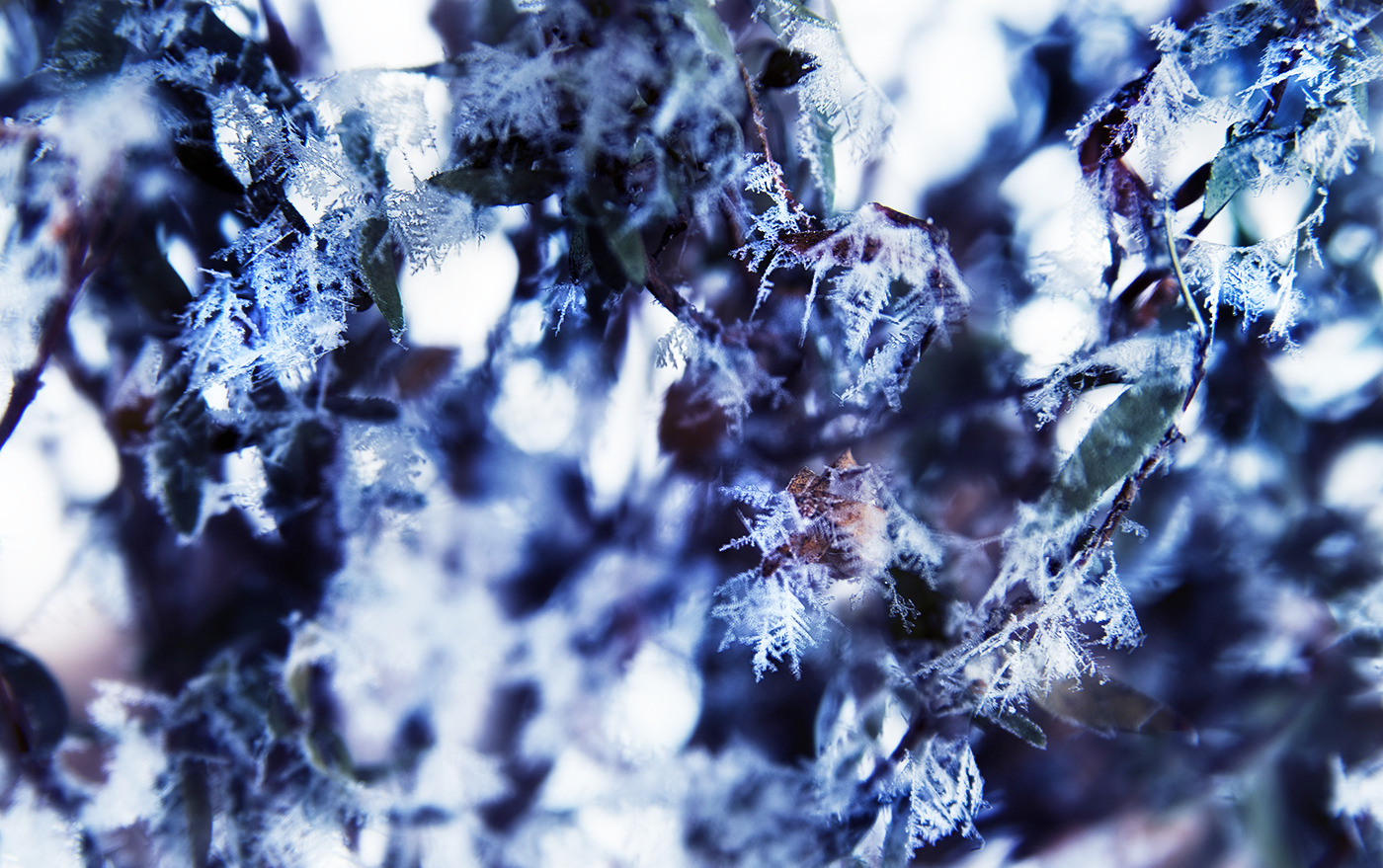 Iced dream Iced dream