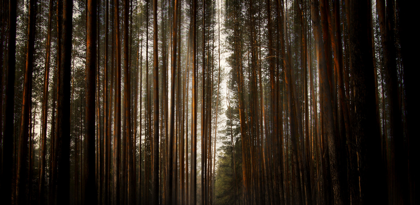 Enchanted Forest Enchanted Forest