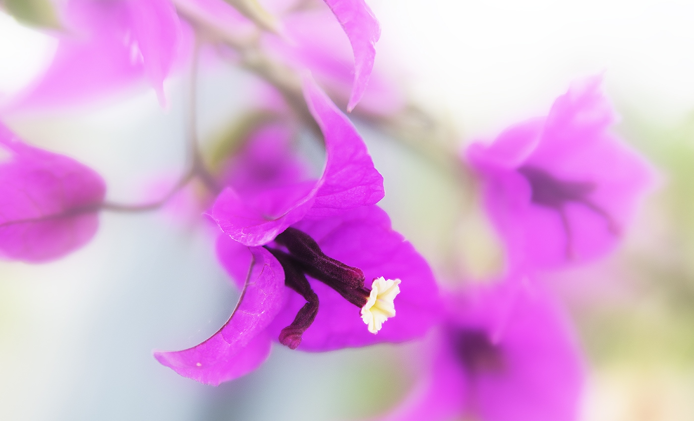 Violet mist Violet mist