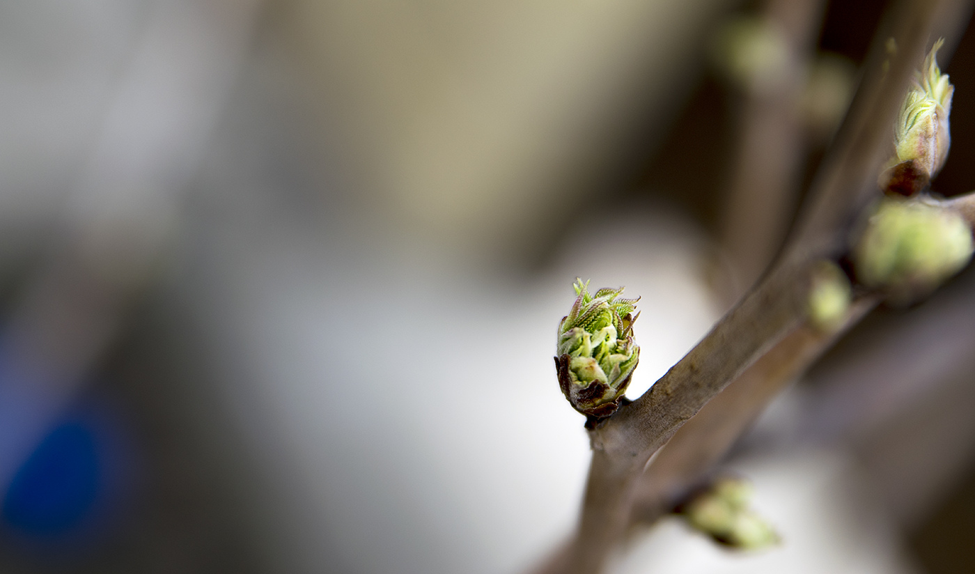 Spring Bokeh