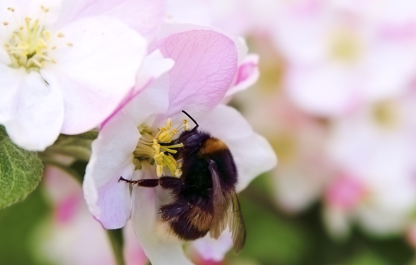 Nectar Nectar