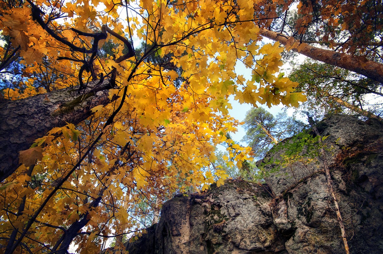 Golden leafs Golden leafs