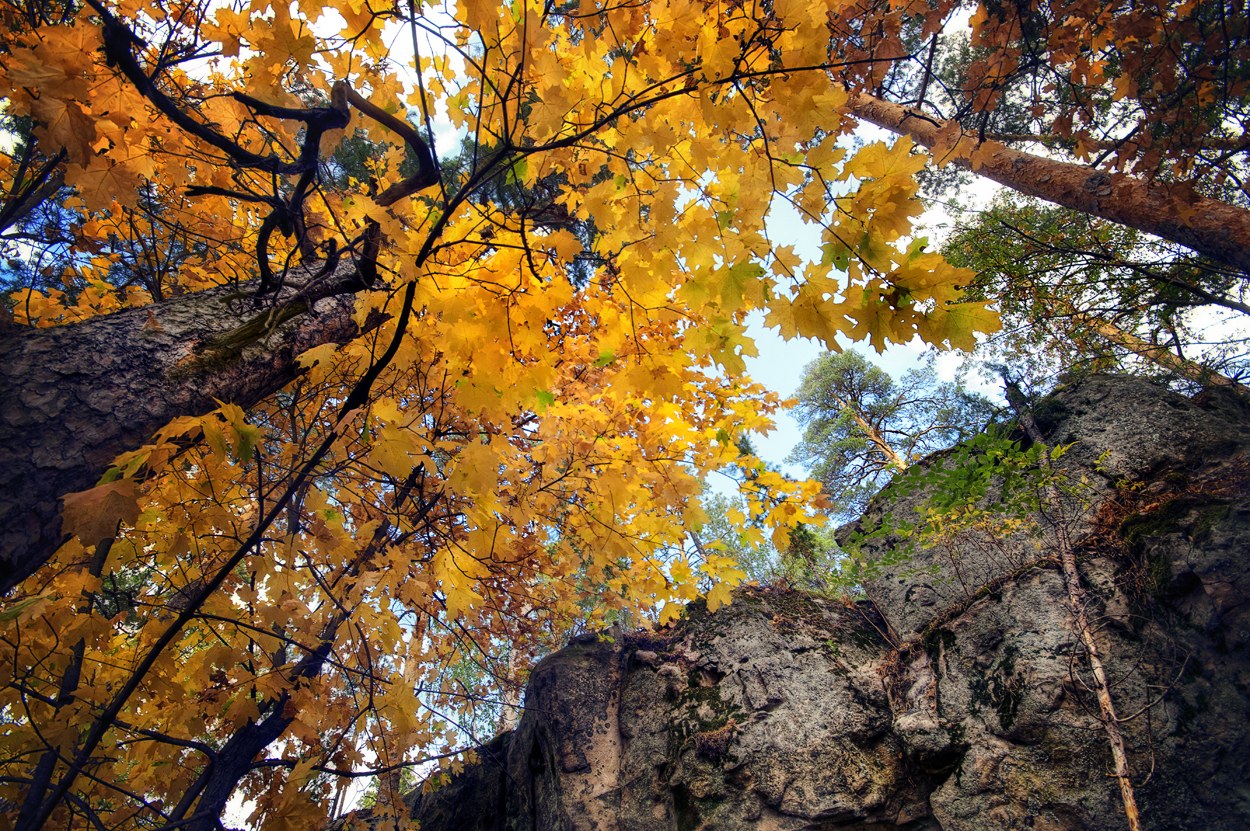 Golden leafs