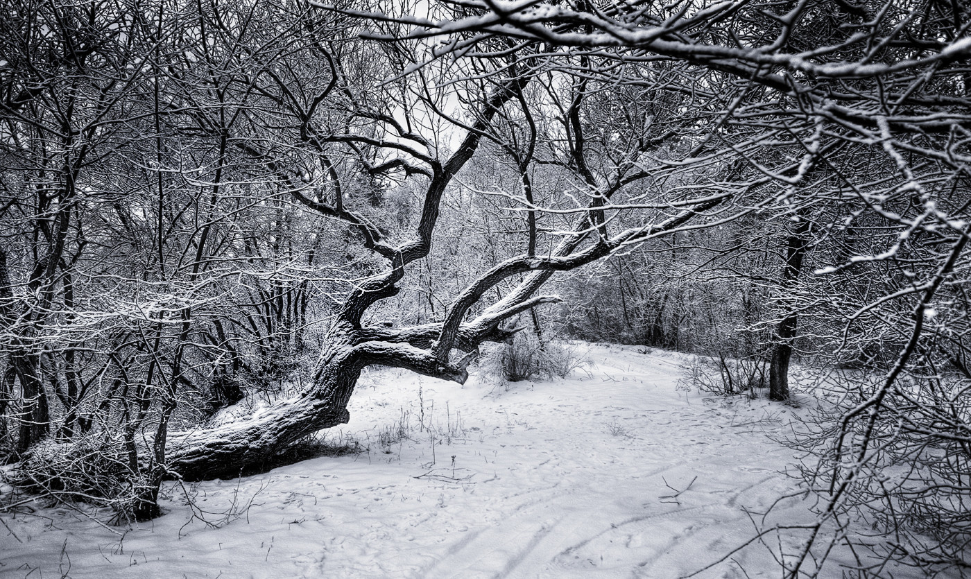 Winter Forest