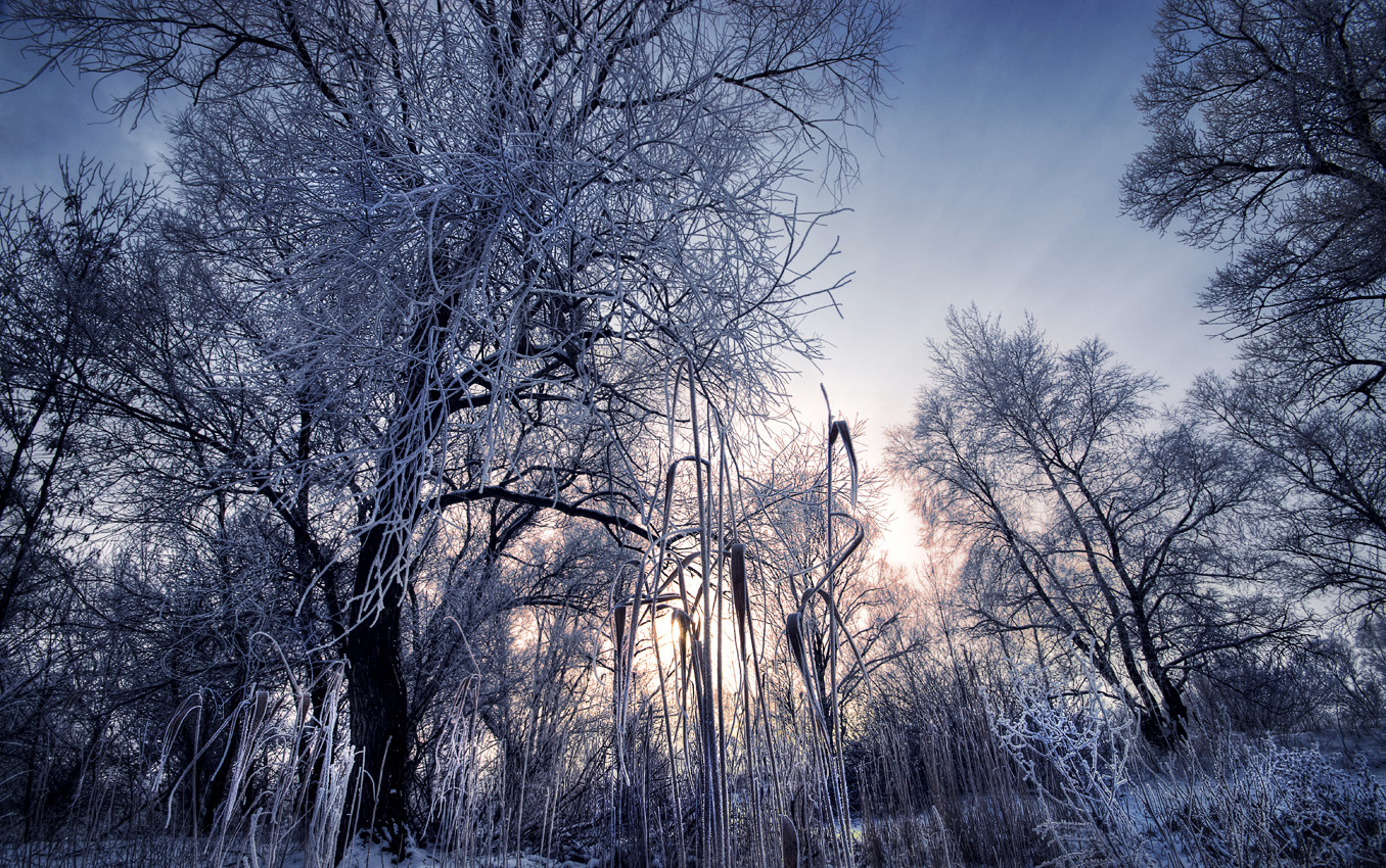 Evening Frost