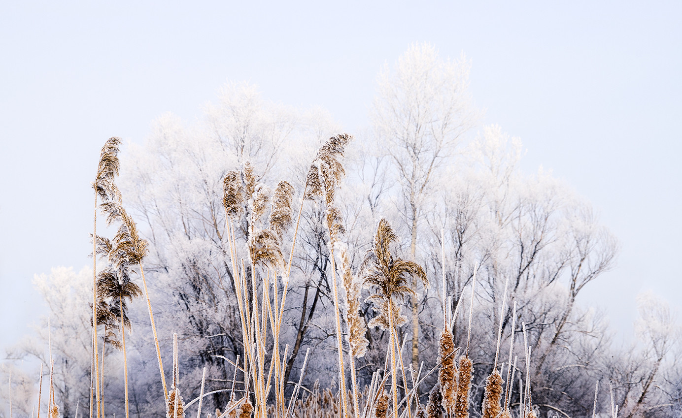 Frosty morning