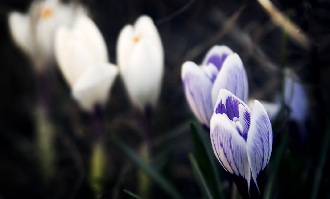 First spring flowers