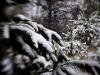 Snow Heart of the Forest