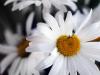 Oxeye daisy