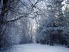 The snow World