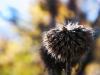 Autumn Bokeh: Part Two