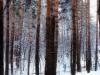 Frozen Forest