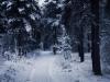 Snowy Winter: Somwhere in forest