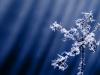 Arctic Wind