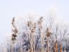 Frosty morning